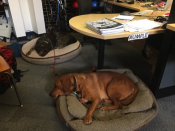  Rumple taking a break from his work duties at the Black Diamond office.  