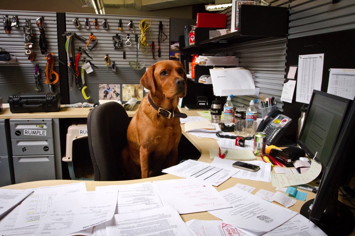 Rumple hard at work in the Black Diamond office.